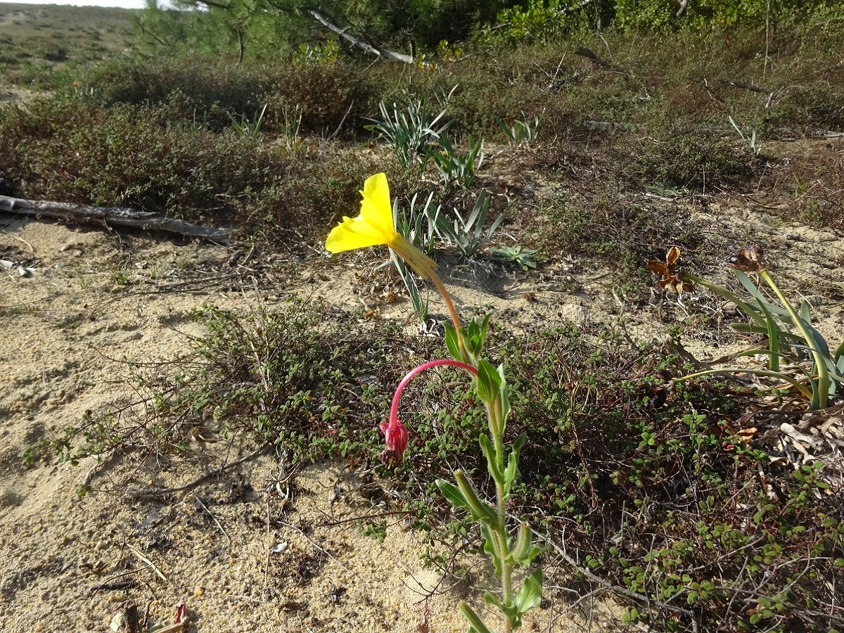 Oenothera longiflora (Onagraceae)